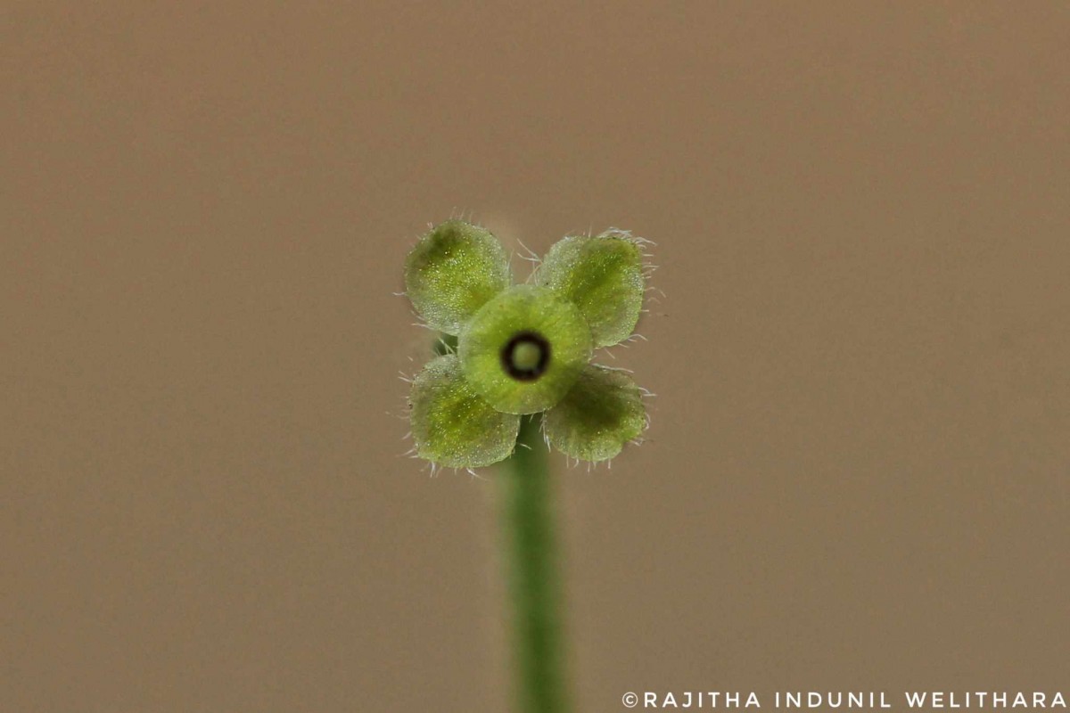Cissampelos pareira L.
